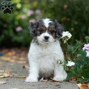 Sunshine, Cavapoo Puppy